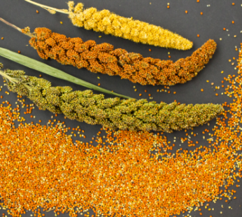 Finger Millet